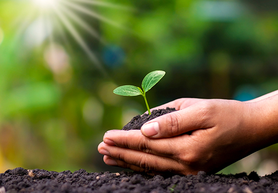 Forschung zum Megatrend Nachhaltigkeit: Nahaufnahme von Händen, die Erde mit einer jungen Pflanze halten